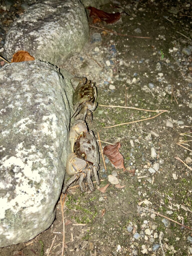 石のすき間から顔を出すサワガニ
　夜の九華公園でひっそりと活動を始めたサワガニ。ライトに照らされて甲羅が輝きます。