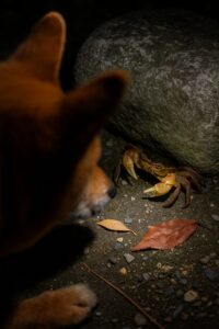 夜の九華公園で、犬が石の陰から出てきたサワガニを見つめている様子（イメージ）